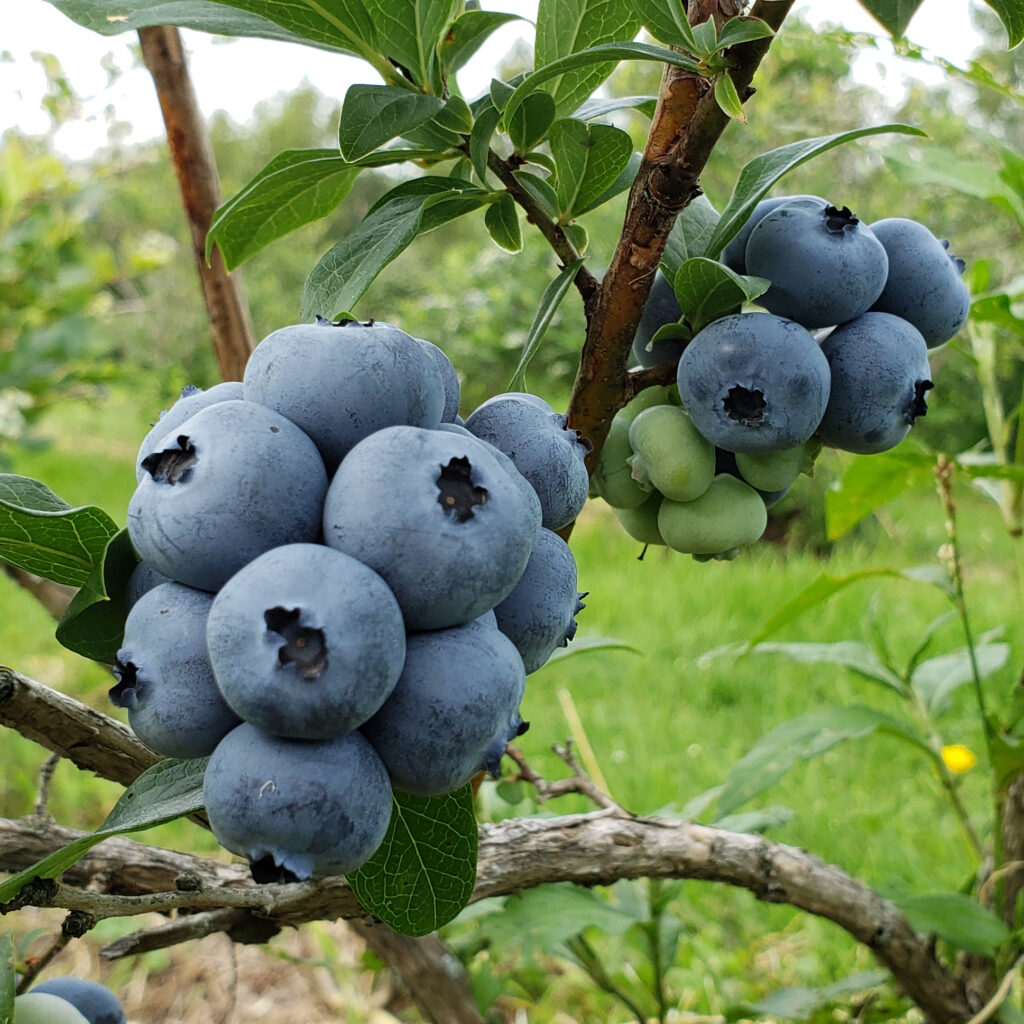 bleuet