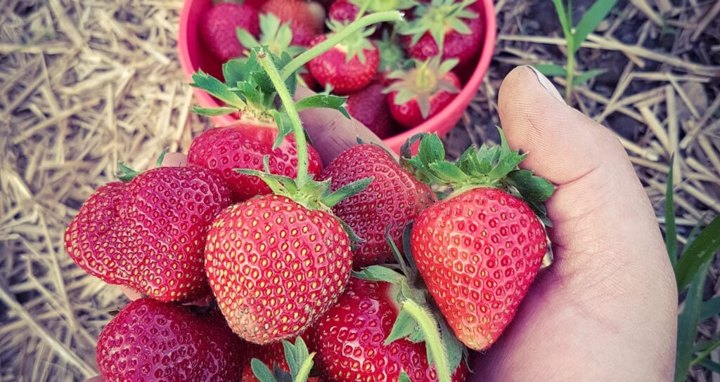 fraise main principale