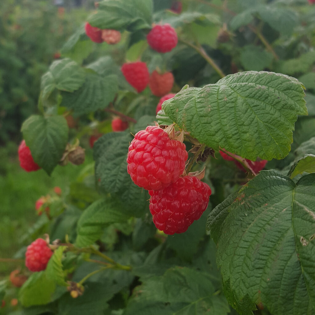 framboise