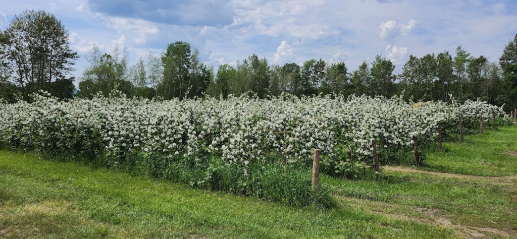 mure en fleur 1280