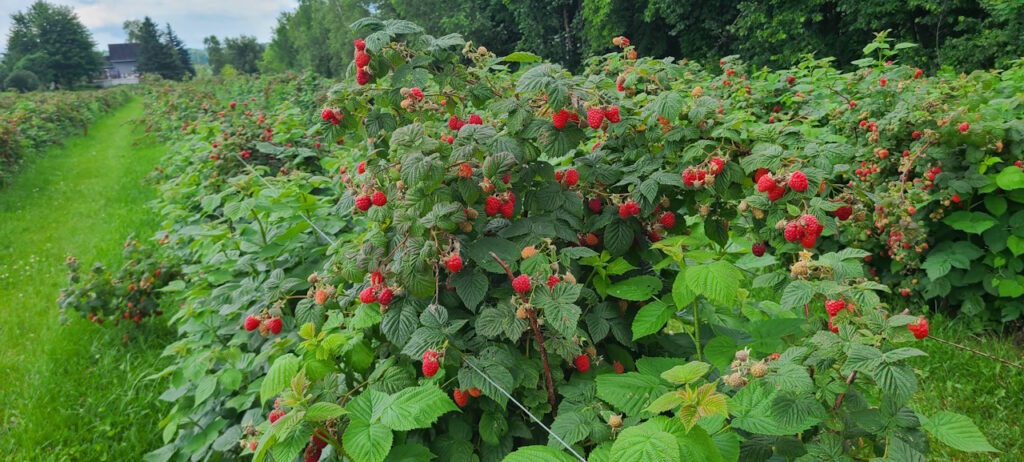 rang framboise 1280px